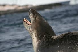 foca-leopardo